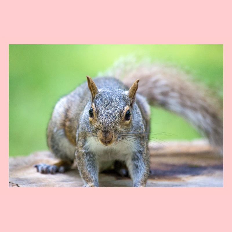 Écureuil gris Grauhörnchen Sciurus carolinensis