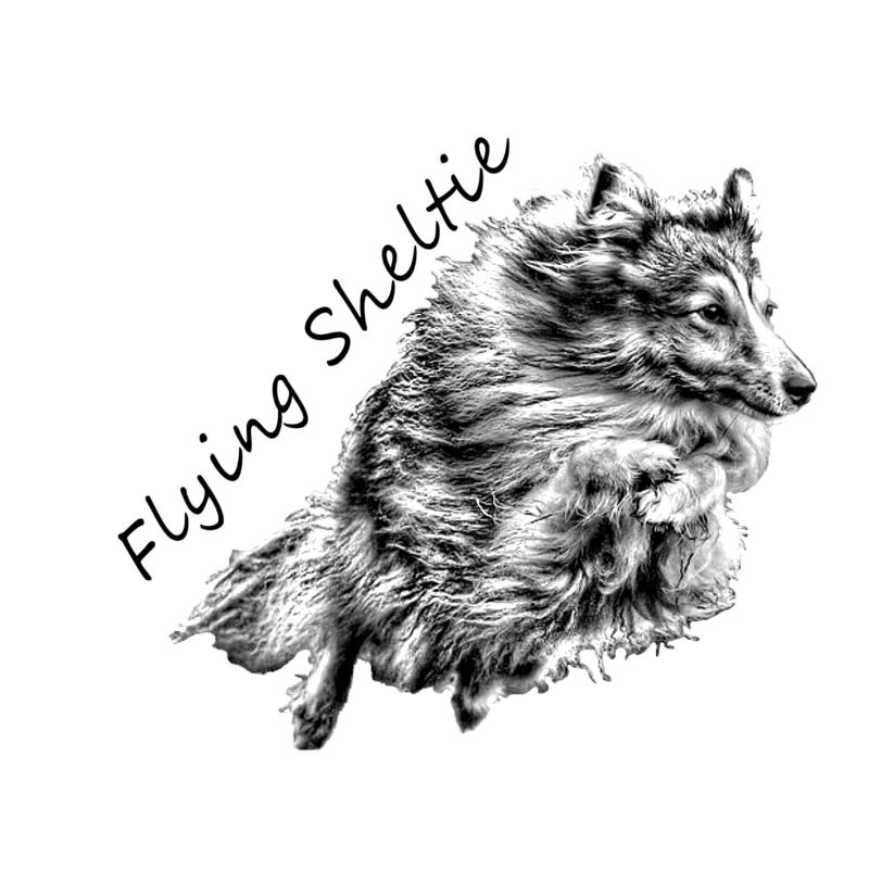 Flying Sheltie