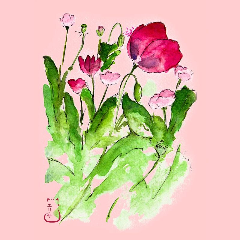 Coquelicots