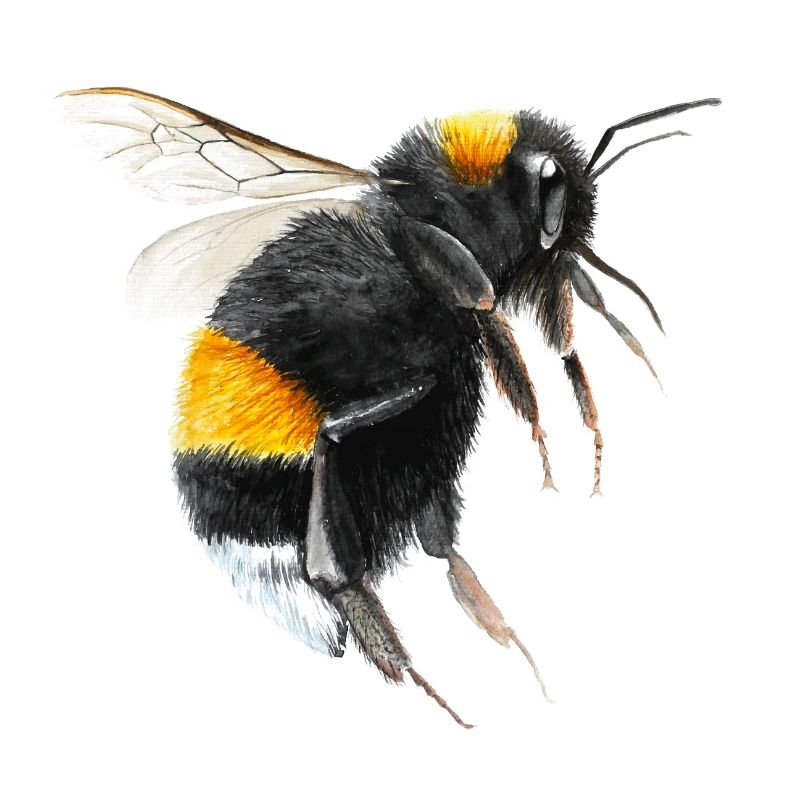 Hummel