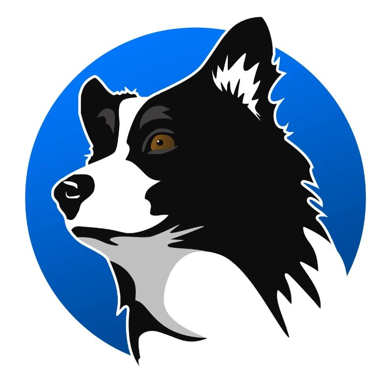 Border collie bleu