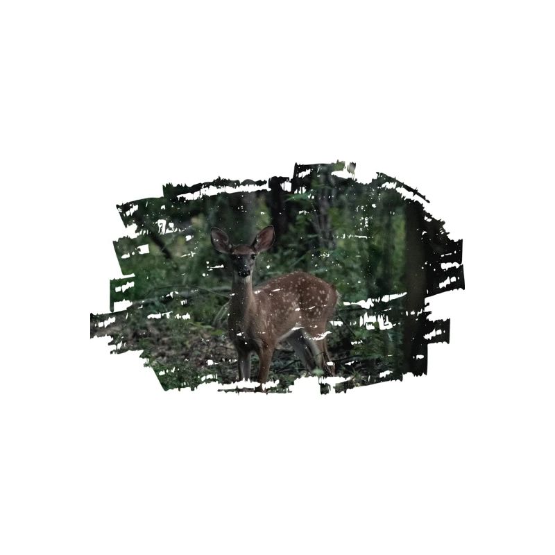 deer forest