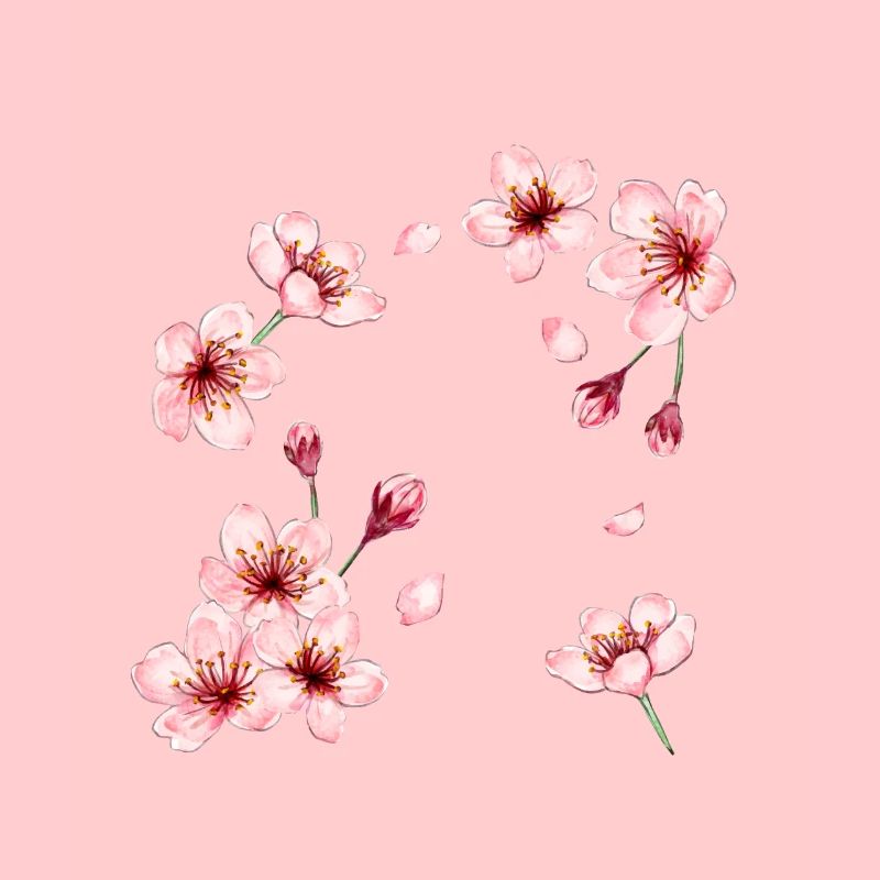 Cherry blossoms