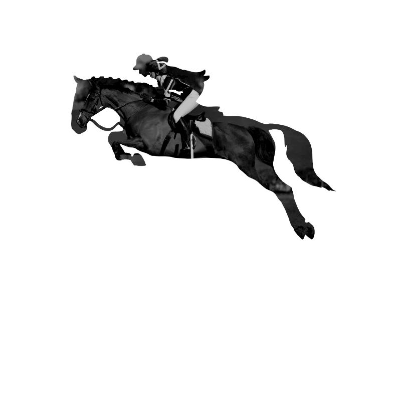 Springreiterin Springpferd Springreiten
