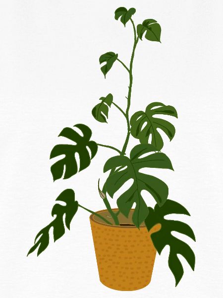 Monstera Deliciosa
