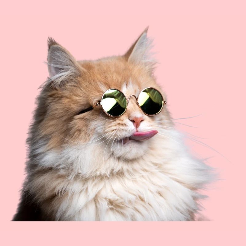 KATZE COOL