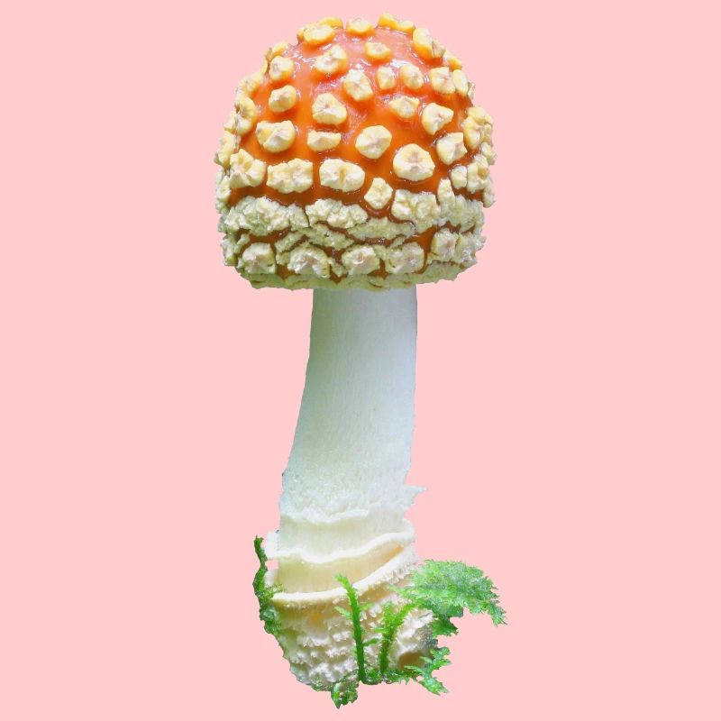 Amanita regalis toadstool