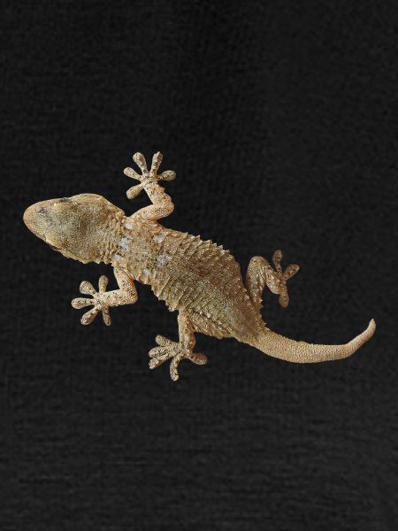 Gecko