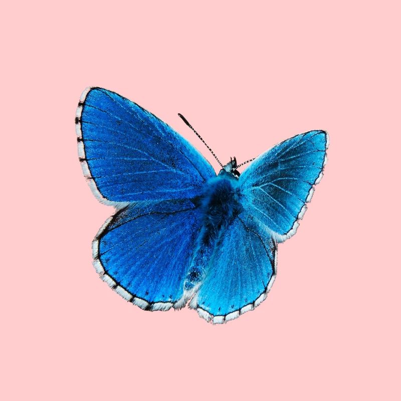 Blauer Morphofalter