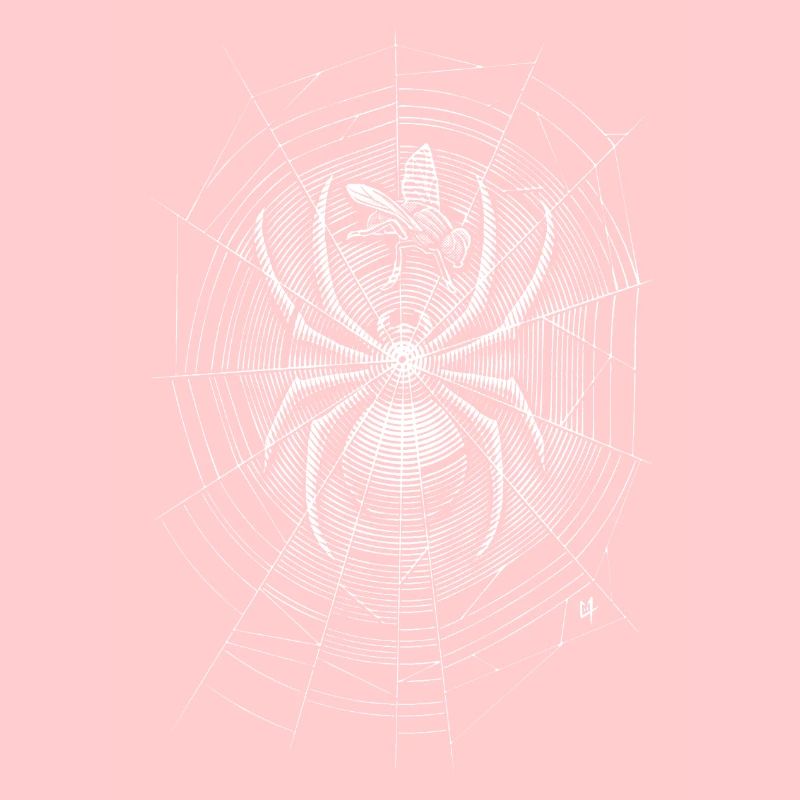Spider Web