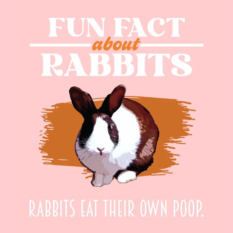 Fun Fact About Rabbits - Rabbit Lover