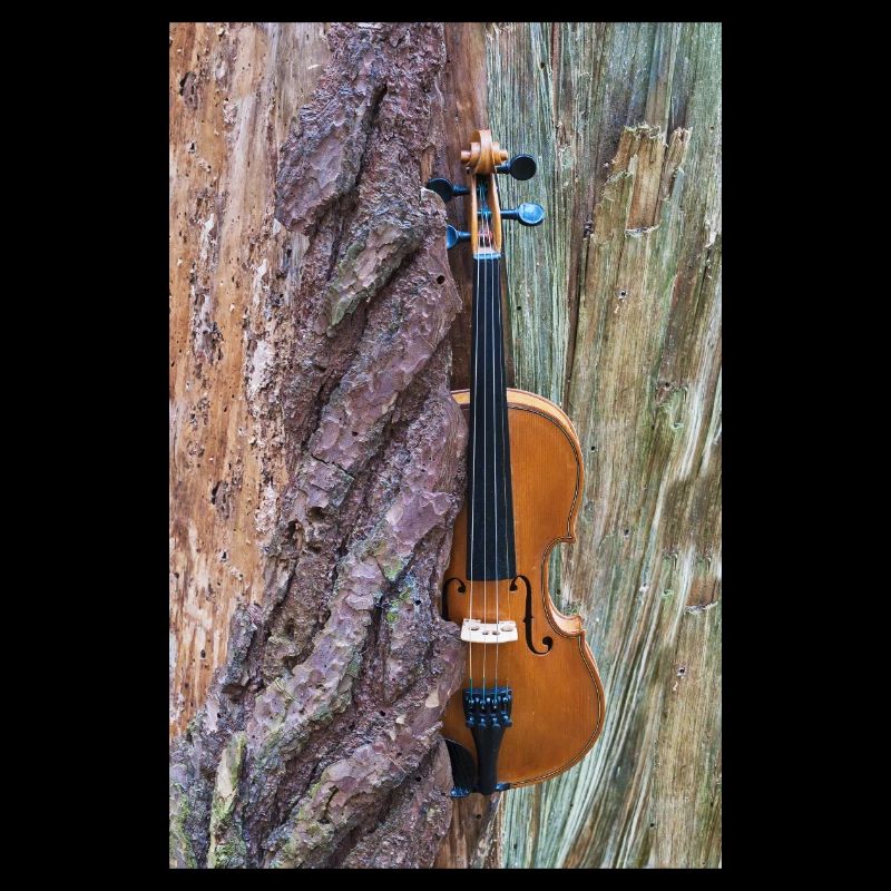 A violin between tree bark and wood.