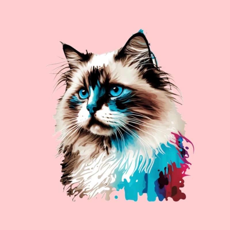 Aquarelle de chat Ragdoll