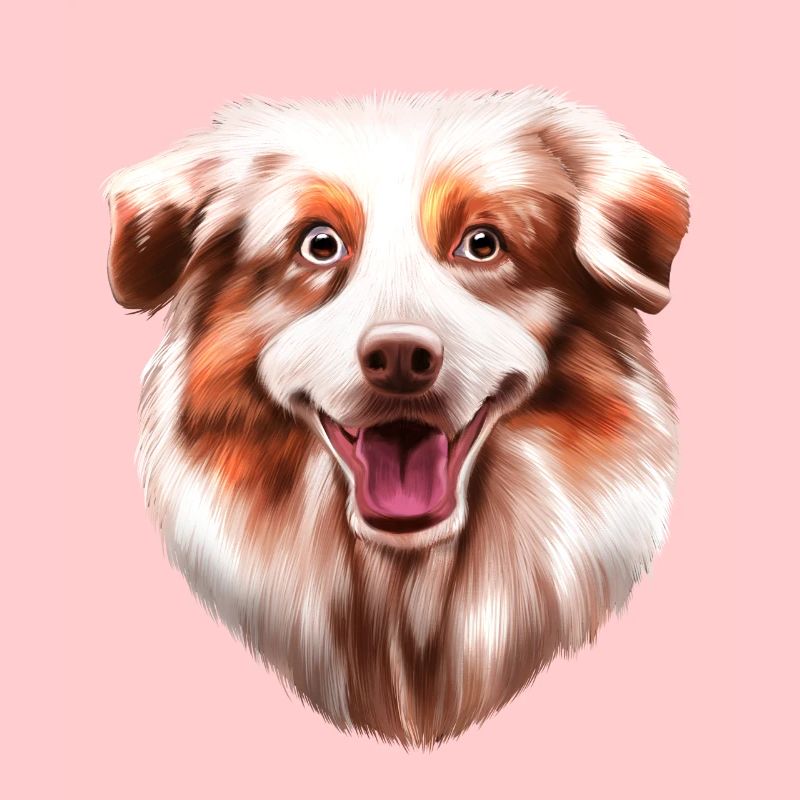 Australian Shepherd Aussie