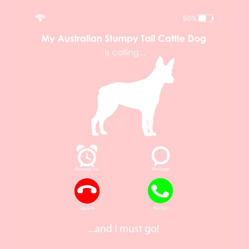 Australian Stumpy Tail Cattle Dog