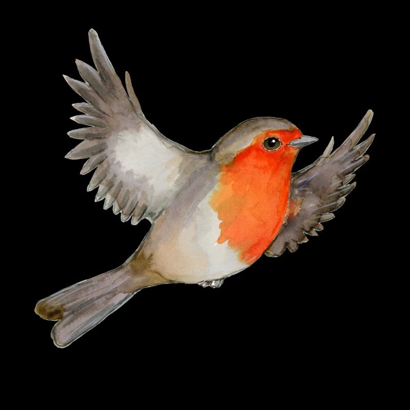 Eine Aquarellzeichnung eines fliegenden Rotkehlchens
