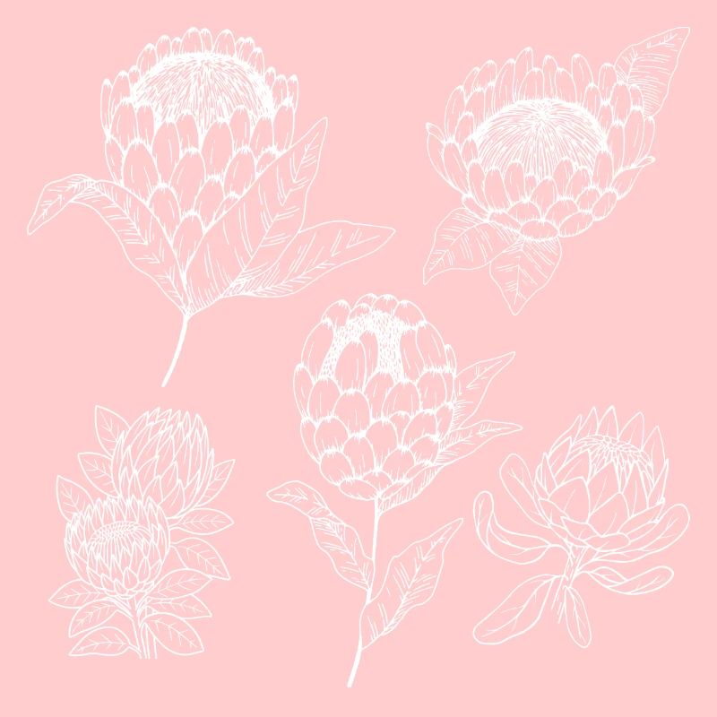 Protea-Blütengruppe