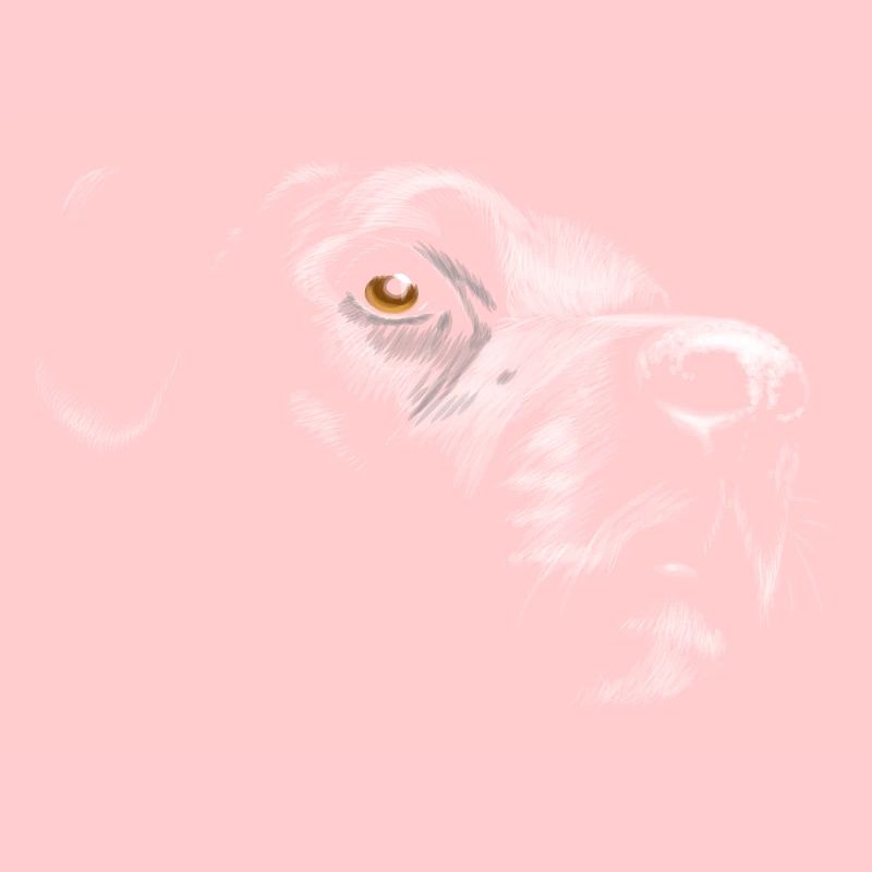 Labrador