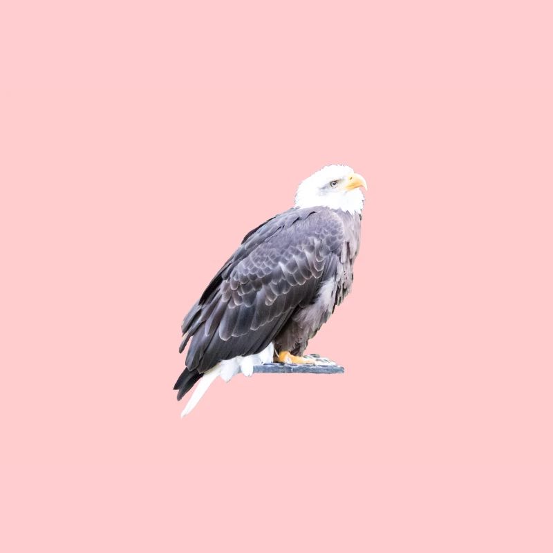 Adler