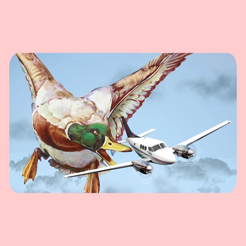 Attaque de canard (version 2 sans bulle de dialogue)