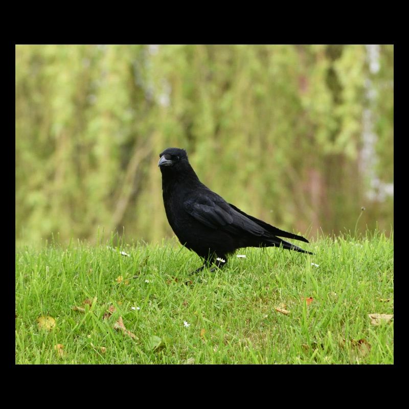 Passionné de corbeaux