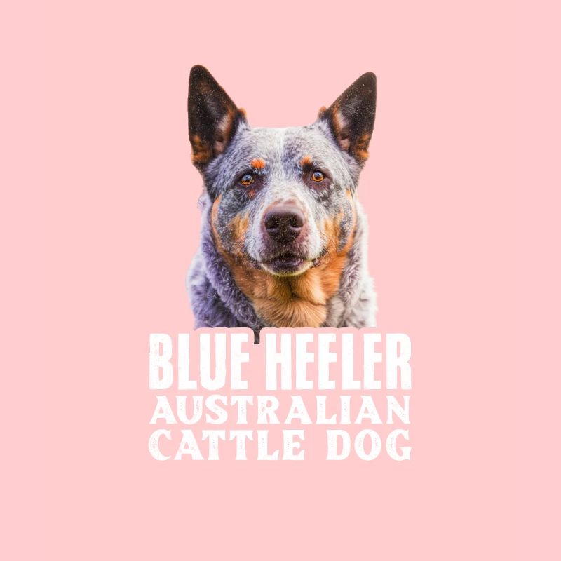 Australian Cattle Dog