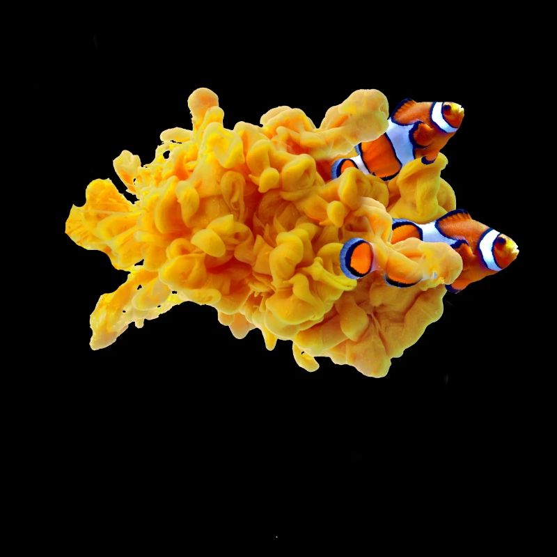 Farbnebel Clownfisch