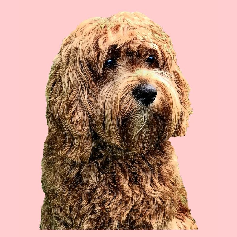 cavapoo