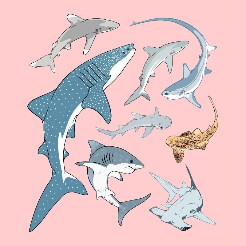Types de requins Espèces de requins