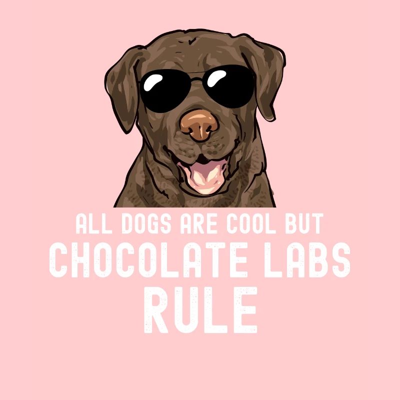 Chien Labrador Retriever chocolat