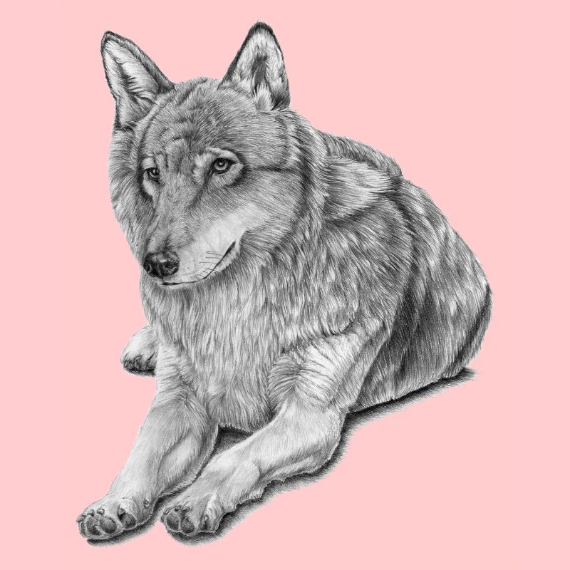 Wolf