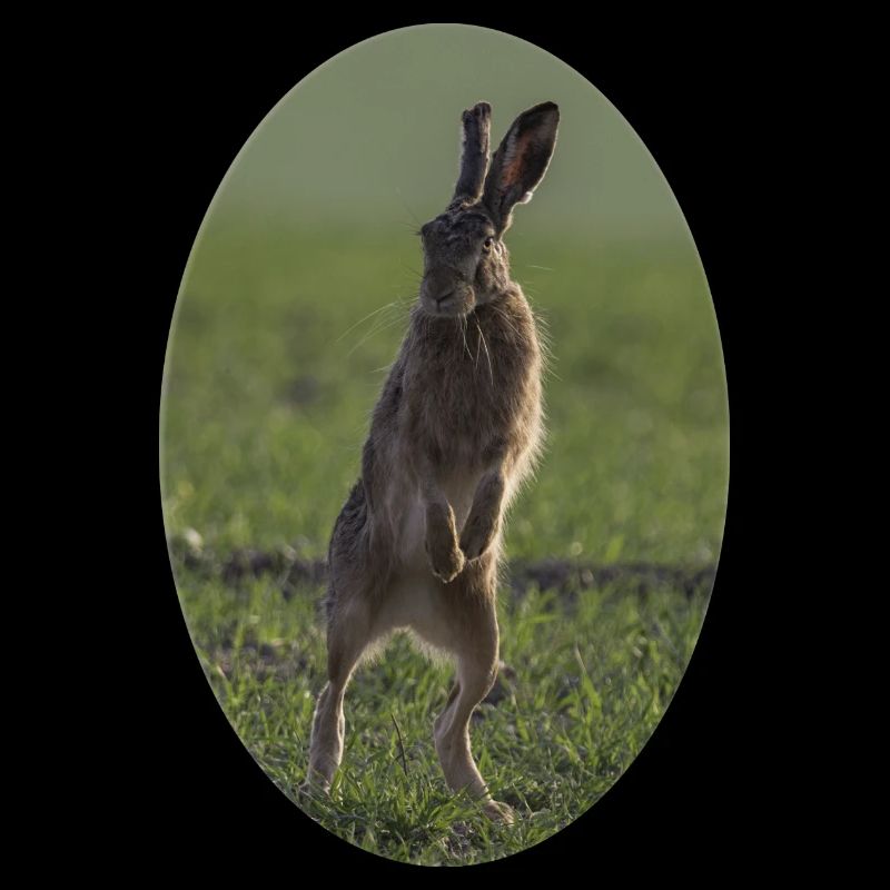 Field hare in the Easter egg