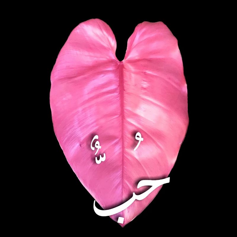 Princesse rose Philodendrons _ نبات الاميرة الوردية