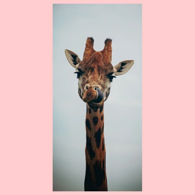 Drôle de girafe