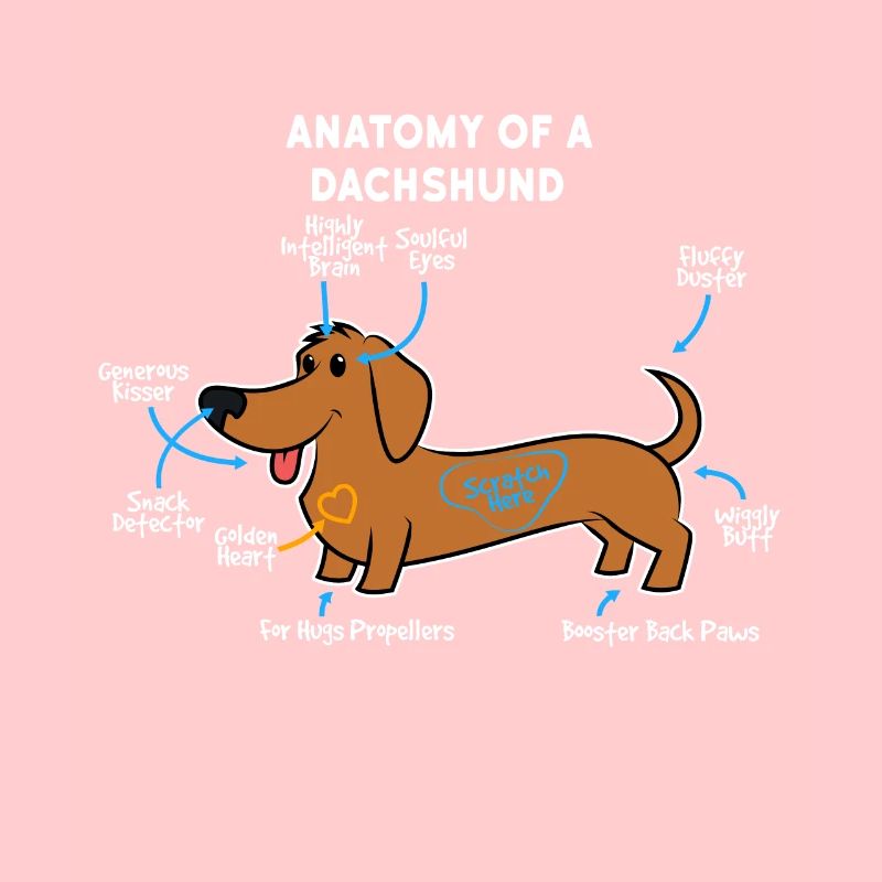 Teckel chien