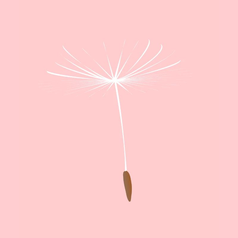 Dandelion Seeds & Dandelion Spores Gift