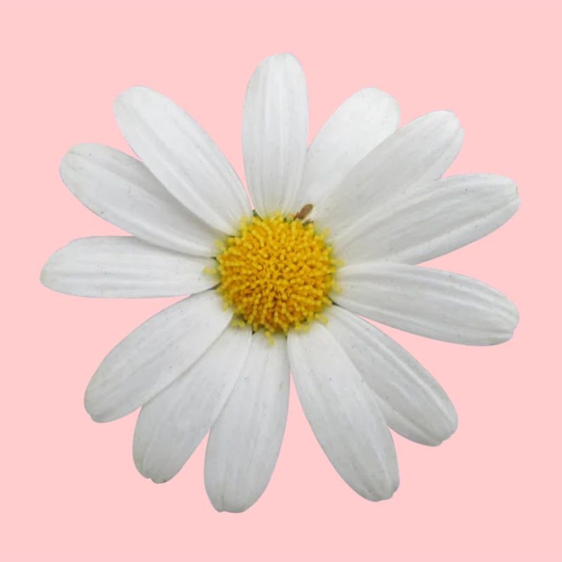 Fleur, Flower