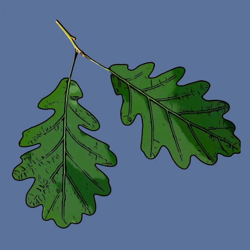 Eichenblatt Eichen Blatt