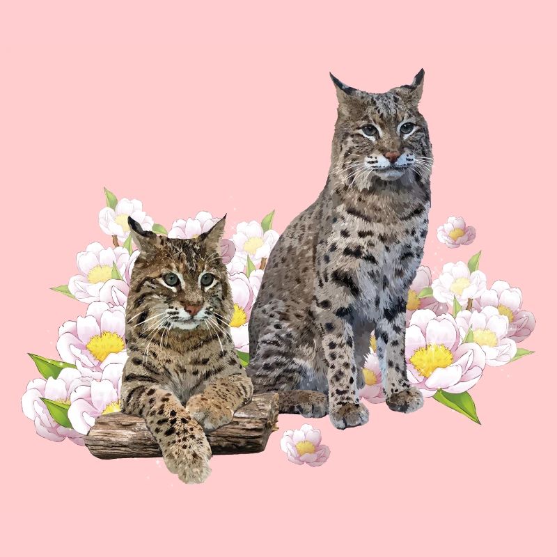 Luchs