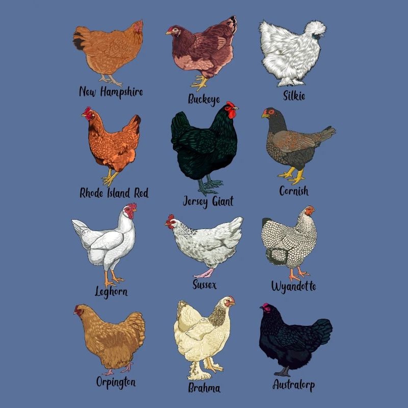 Assorted Chickens - Chicken Breeds