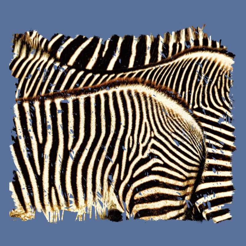 Zebra mit weißen oder schwarzen Streifen?