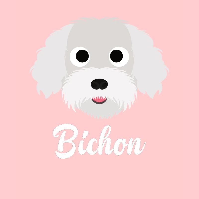 Bichon - Bichon Frise
