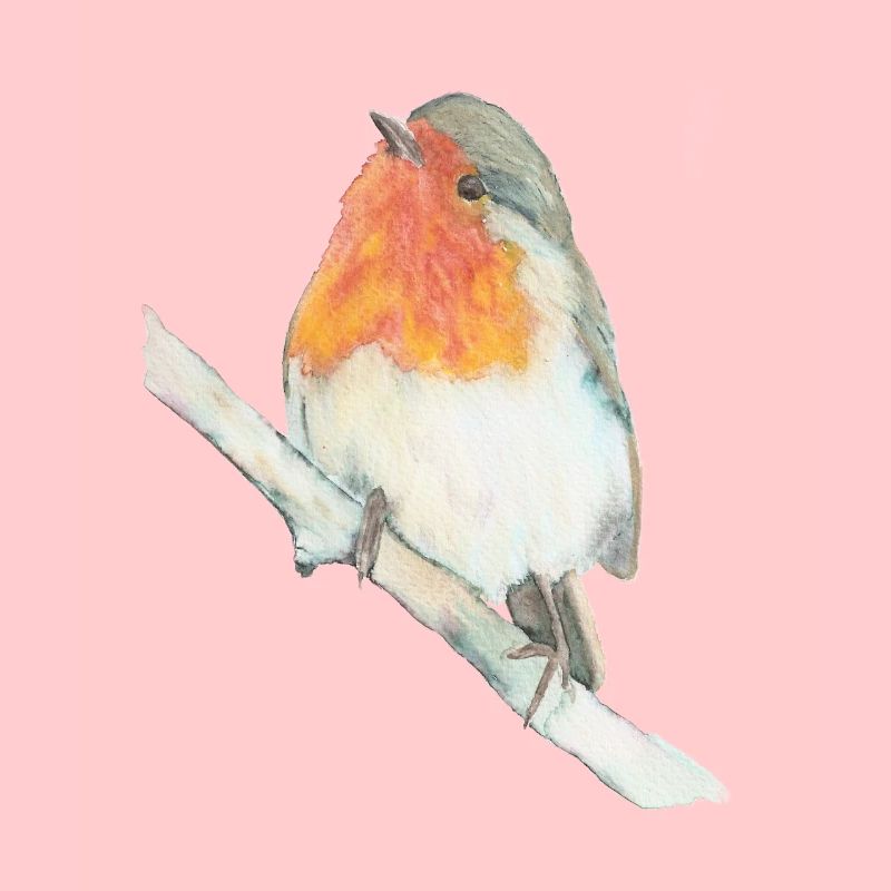 rouge-gorge