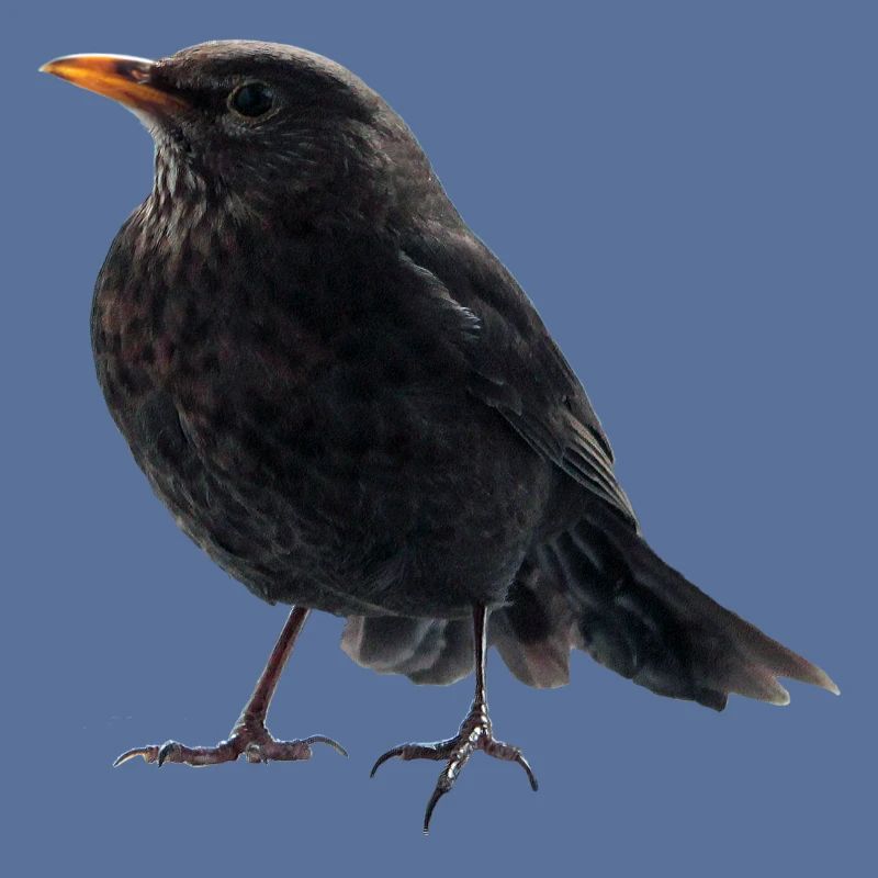 Gaz Blackbird