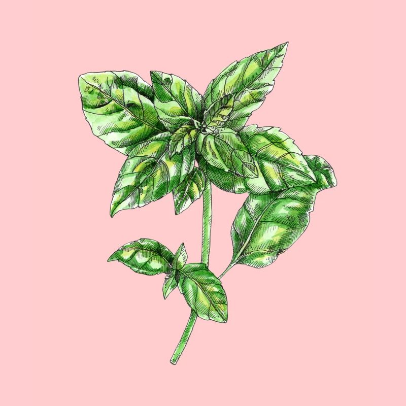 basilic