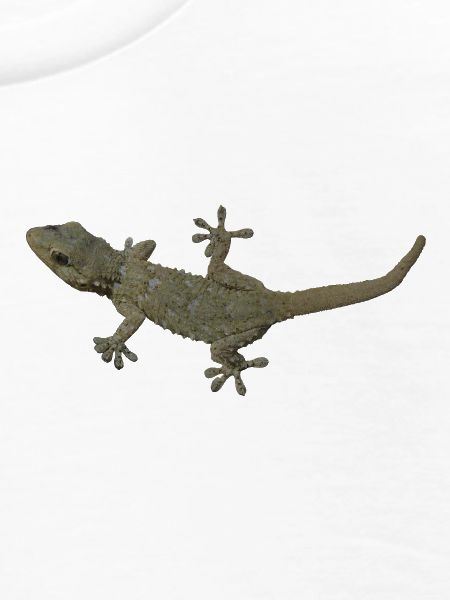 Gecko