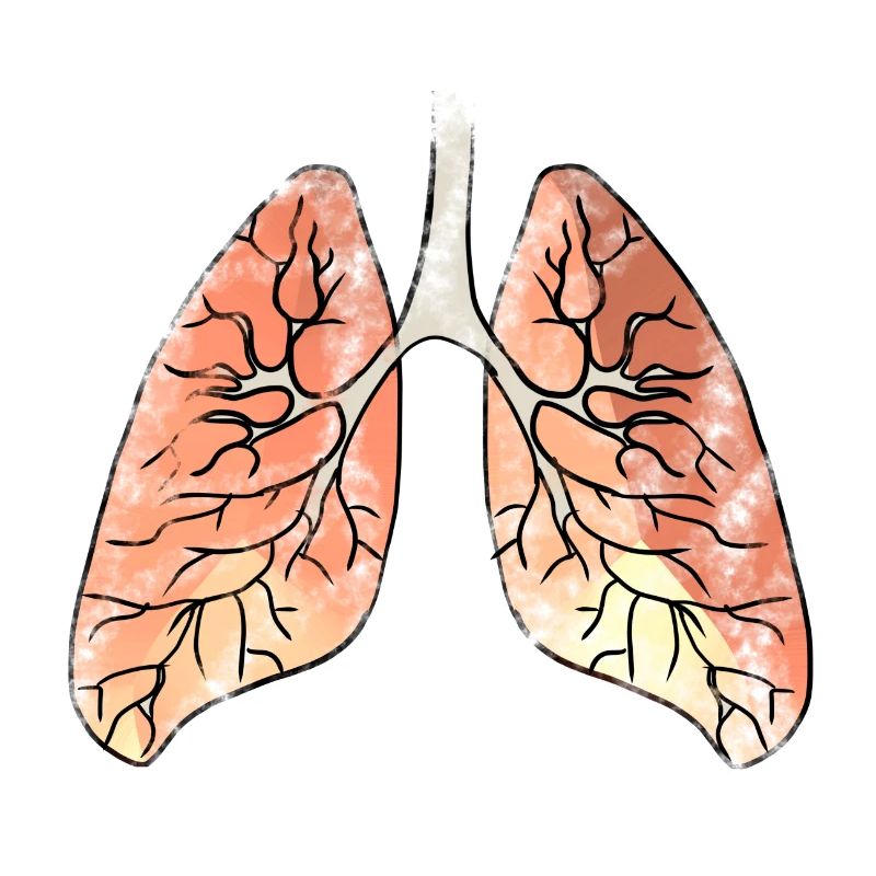 Lung bronchi