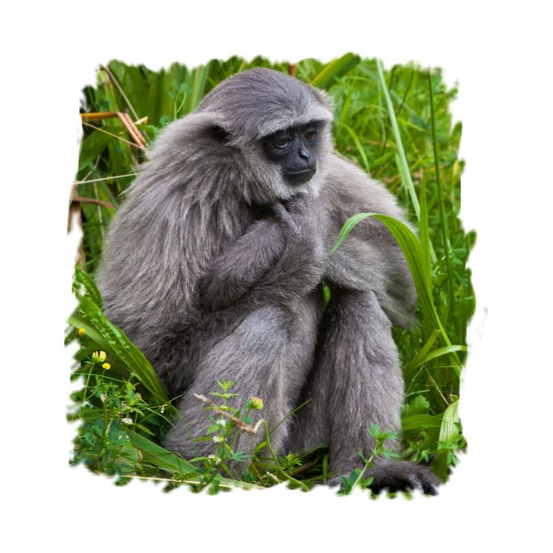 Monkey Monkey Gibbon monkey
