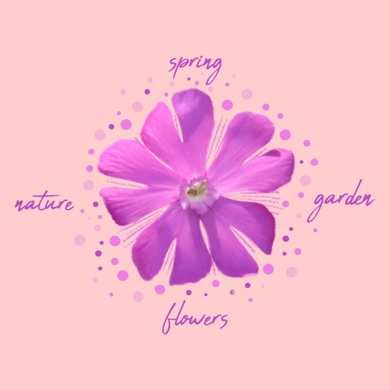 fleur rose fleurs roses