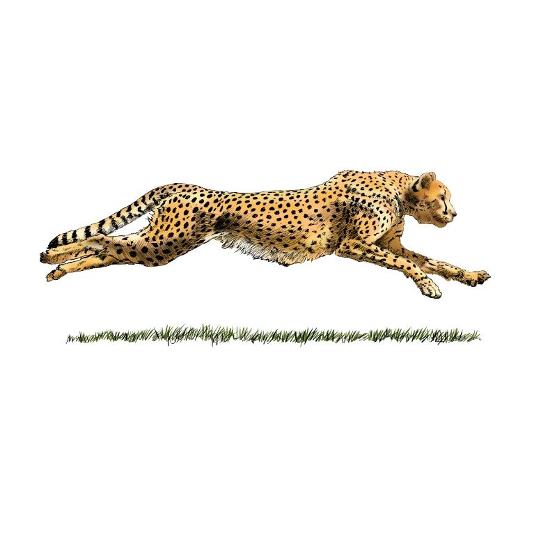 Leopard